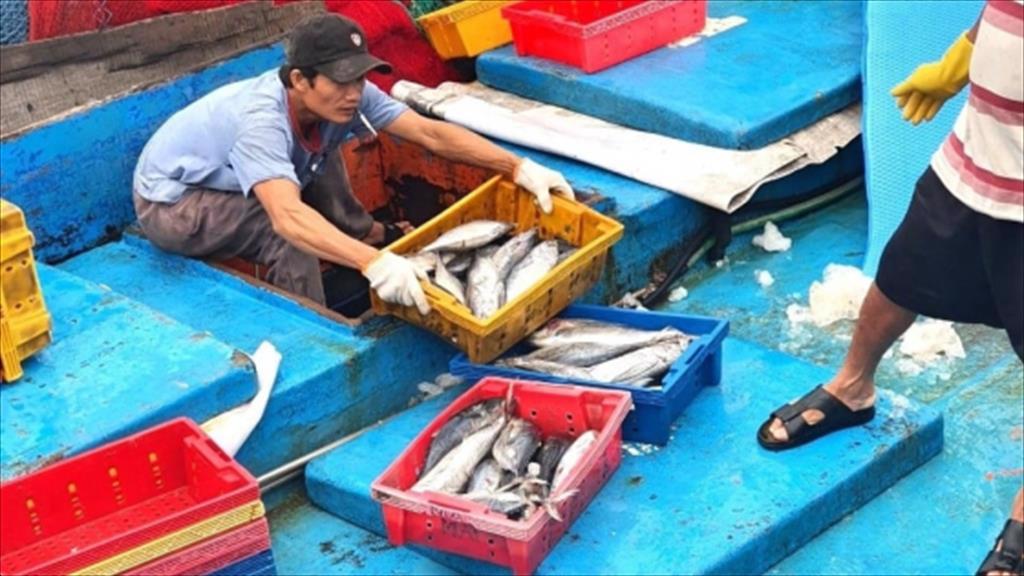 Bình Định Gian nan chuyến biển đầu năm