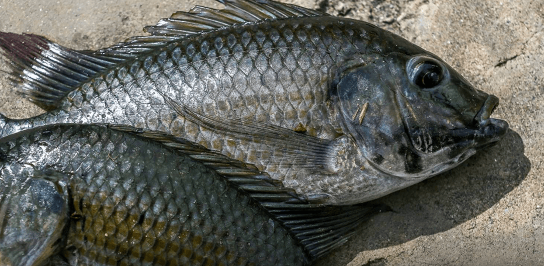 Tiến triển trong việc kiểm soát cá rô phi đen ở Thái Lan