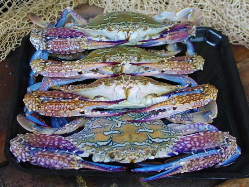 Indonesia Xuất khẩu ghẹ xanh gặp khó do chính sách thắt chặt tiền tệ 