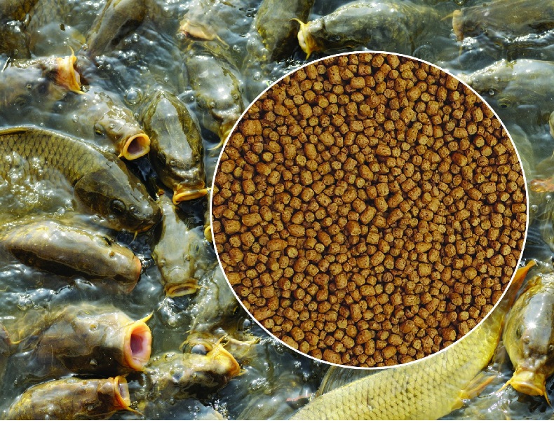 Nigeria khởi động chương trình trợ giá thức ăn cho nuôi thủy sản 