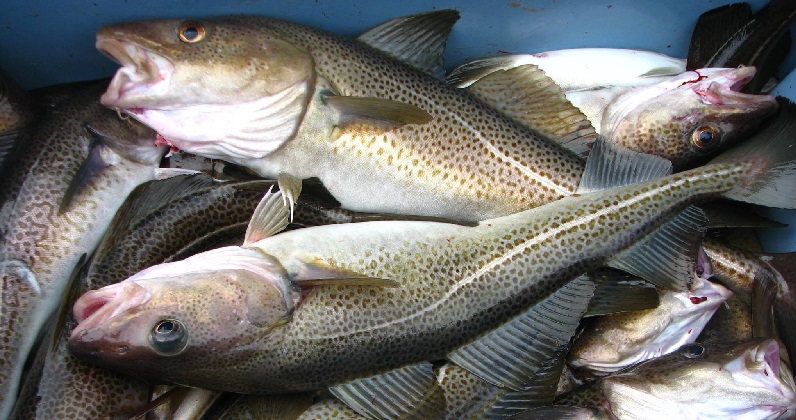 Mỹ Giá cá đáy tăng trước những thay đổi tiềm tàng trong quan hệ Mỹ-Nga 