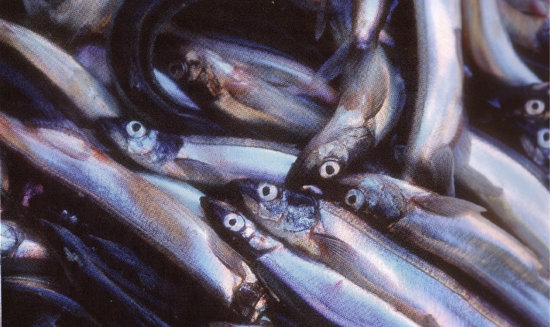 Iceland công bố hạn ngạch cá capelin nhỏ