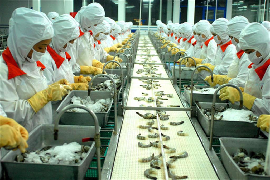 Shrimp Company Achieves Nearly 1,200 Billion VND in Revenue Just After Two Months
