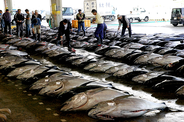Nhật Bản Giá cá ngừ mắt to đông lạnh ổn định dù nguồn cung thắt chặt