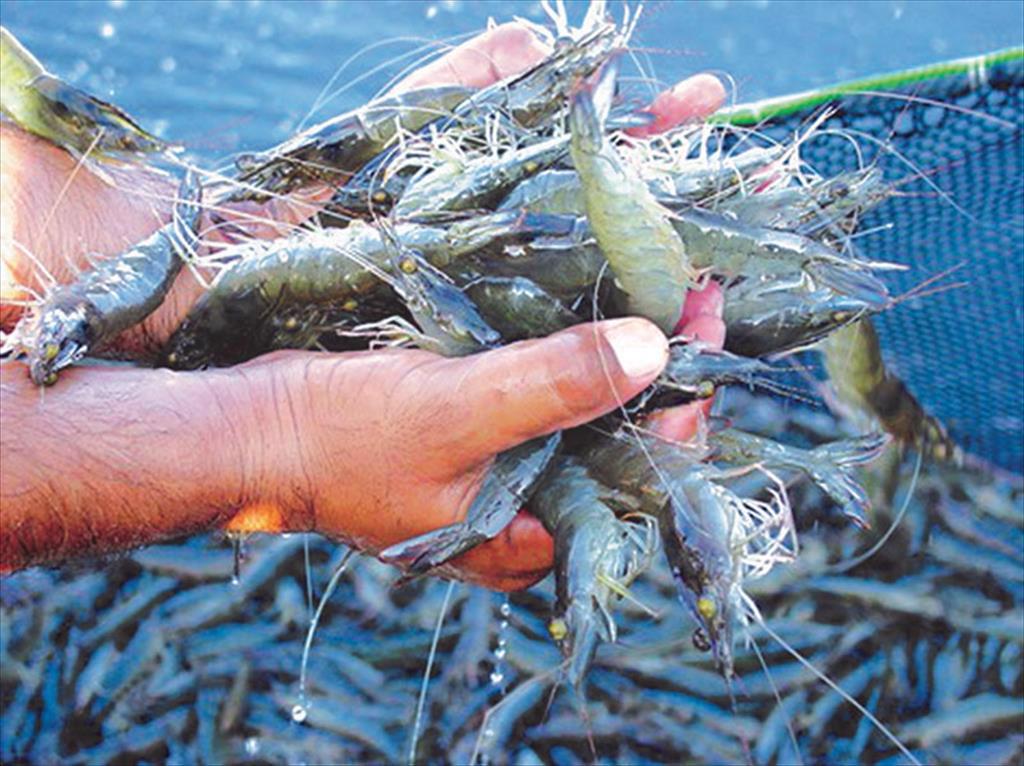 Xuất khẩu tôm Ecuador và những chiến lược phát triển ngành tôm 