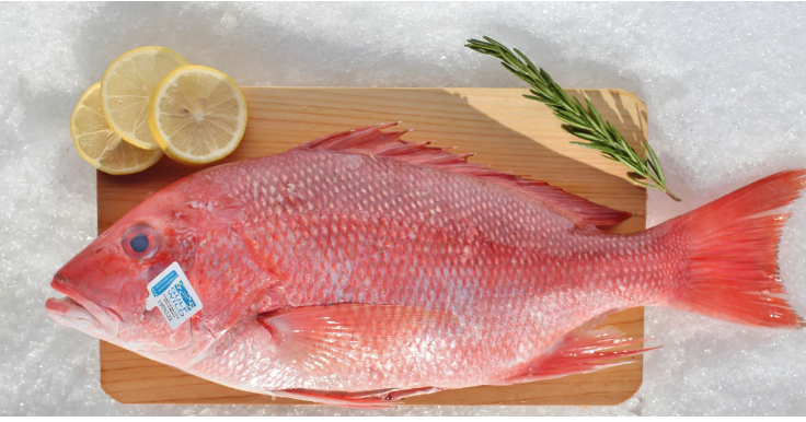 Indonesia lên kế hoạch tăng xuất khẩu cá hồng sang Hoa Kỳ