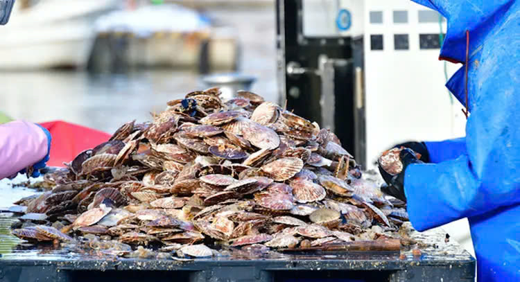 Giá xuất khẩu sò điệp của Nhật Bản sang Hoa Kỳ tiếp tục đạt cao kỷ lục 