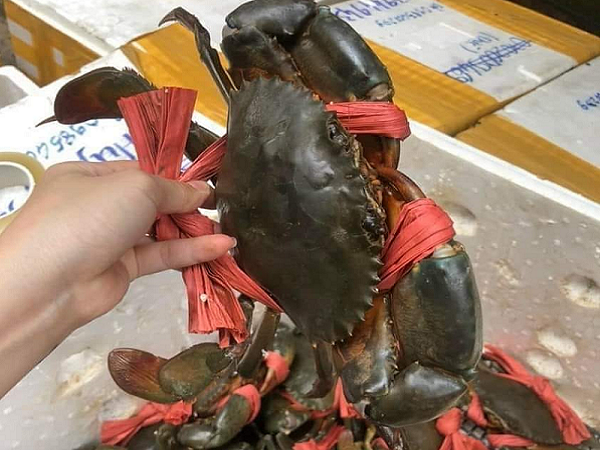 Nhập khẩu cua của Trung Quốc vượt 2 tỷ USD năm 2024 