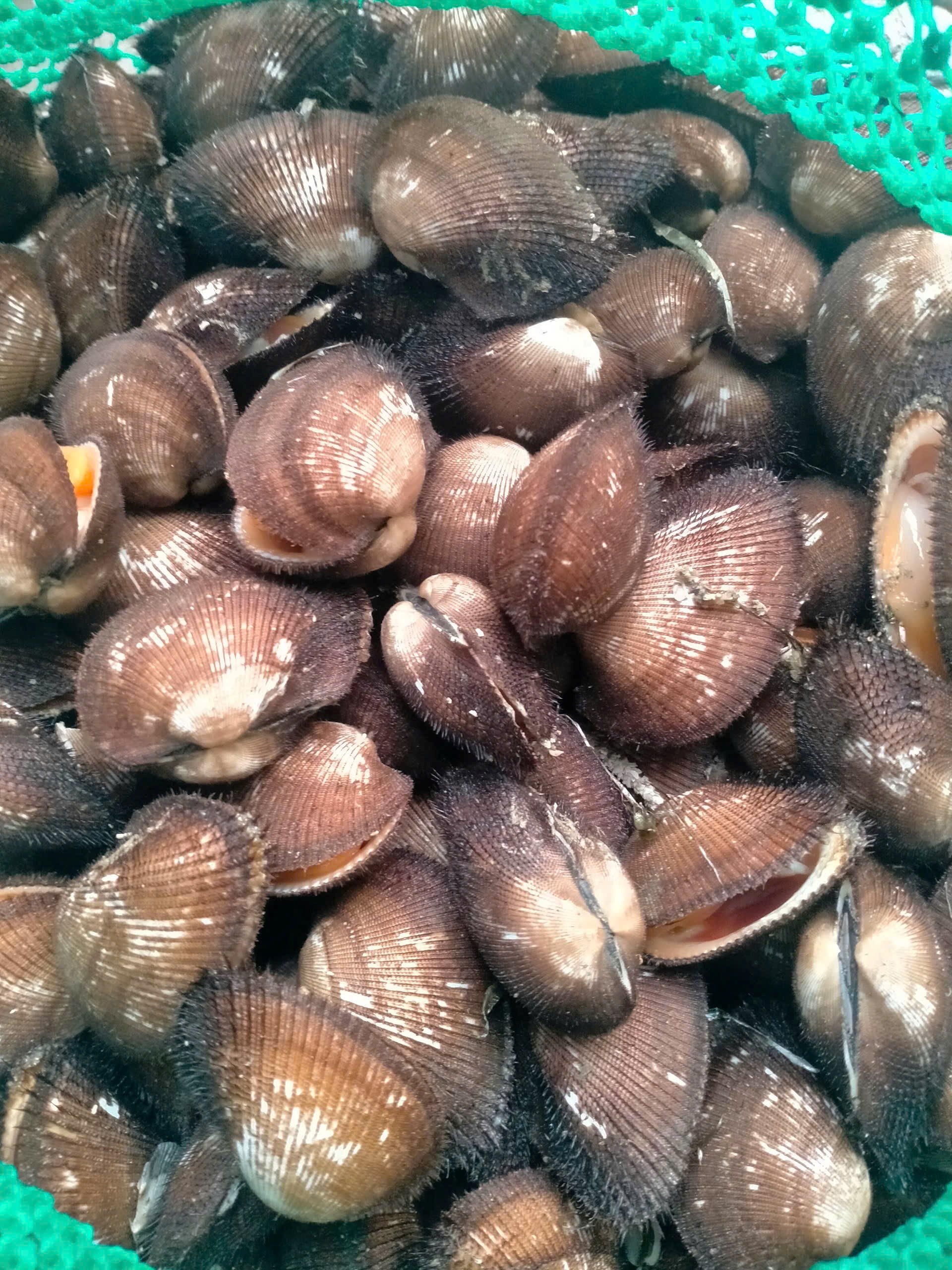 Ngư dân Bình Thuận trúng mùa sò lông