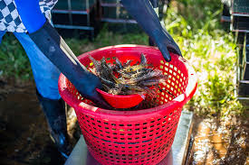 Empacreci (Ecuador) cân nhắc xuất khẩu tôm sống sang Hoa Kỳ