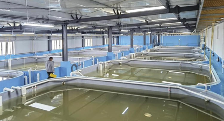 Người nuôi tôm Trung Quốc bị tác động sau khi Trung Quốc trả đũa thuế quan của Mỹ