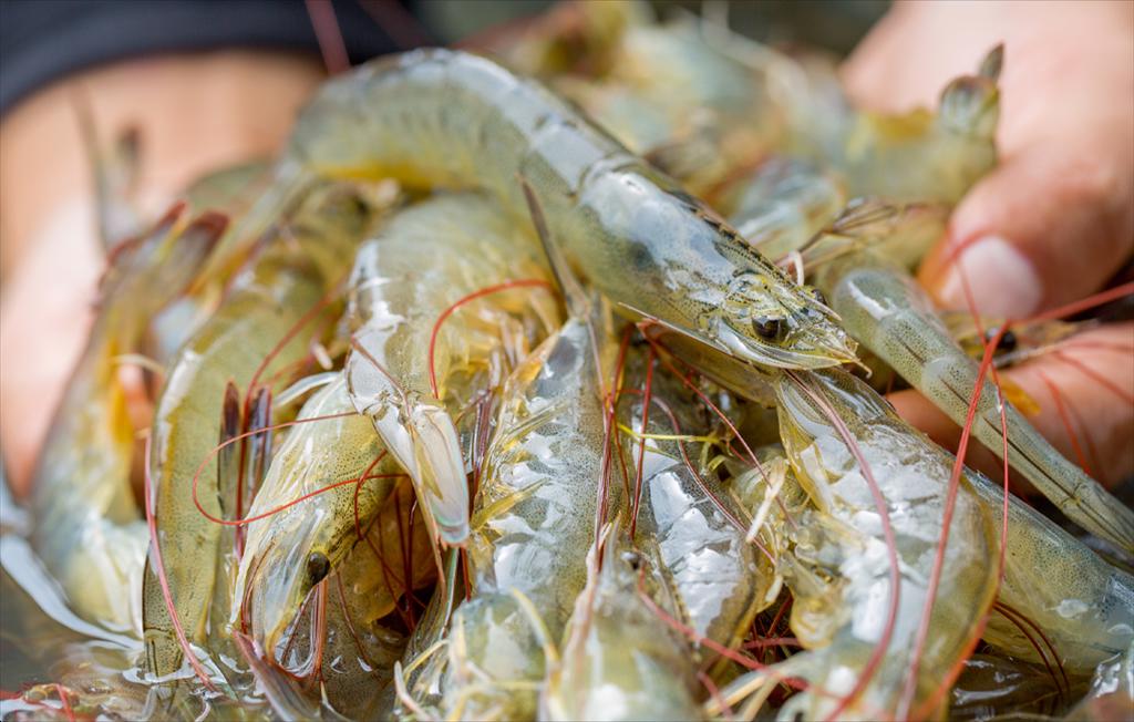 Vietnams Shrimp Exports to the UK are More Favorable After the UKs Accession to the CPTPP