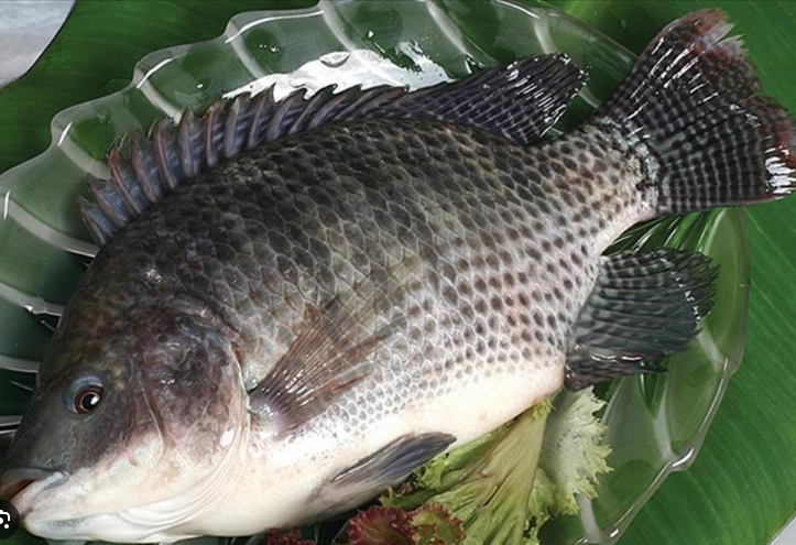 Thị trường cá rô phi Dự báo và xu hướng đến năm 2033