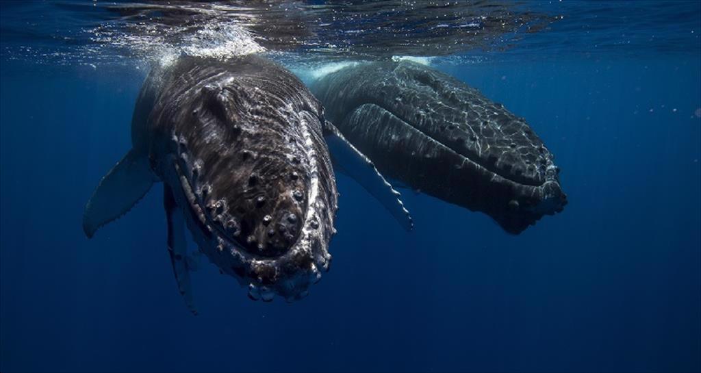 Hướng dẫn tuân thủ quy định nhập khẩu theo Luật bảo vệ động vật biển có vú