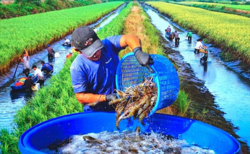 Cà Mau hướng tới “thủ phủ” năng lượng xanh - Chìa khoá đến Net zero