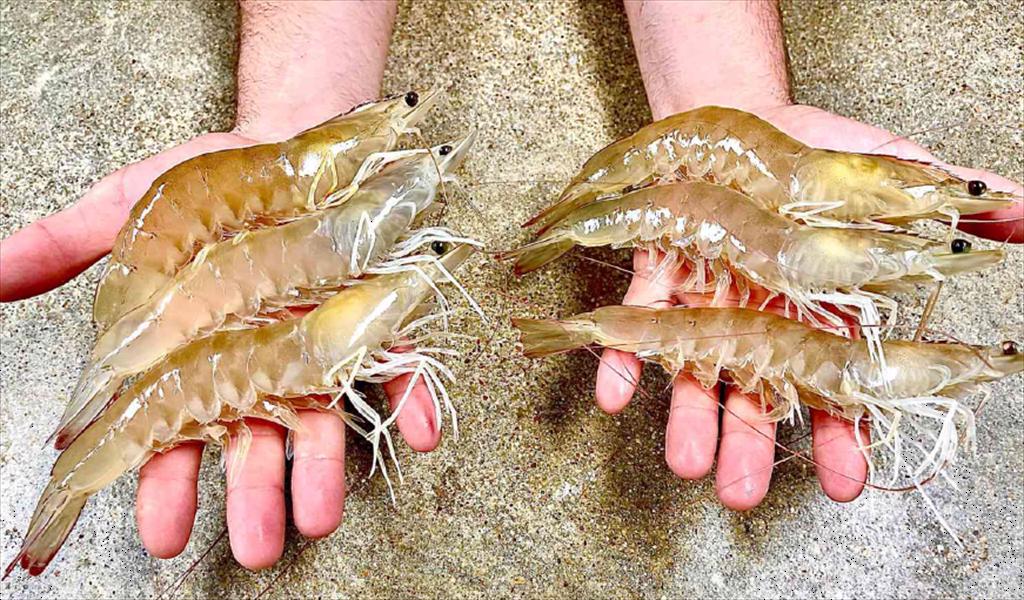 Nhập khẩu tôm Mỹ khởi đầu suôn sẻ năm 2025