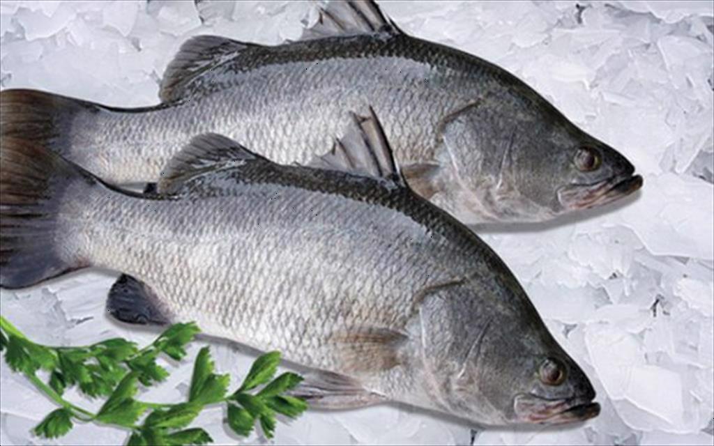 Giá cá chẽm, cá tráp dự kiến tiếp tục tăng do thiếu nguồn cung