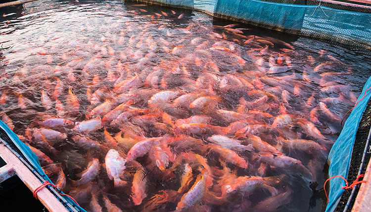 Bắc Kạn nuôi cá điêu hồng VietGAP, hướng phát triển thủy sản bền vững