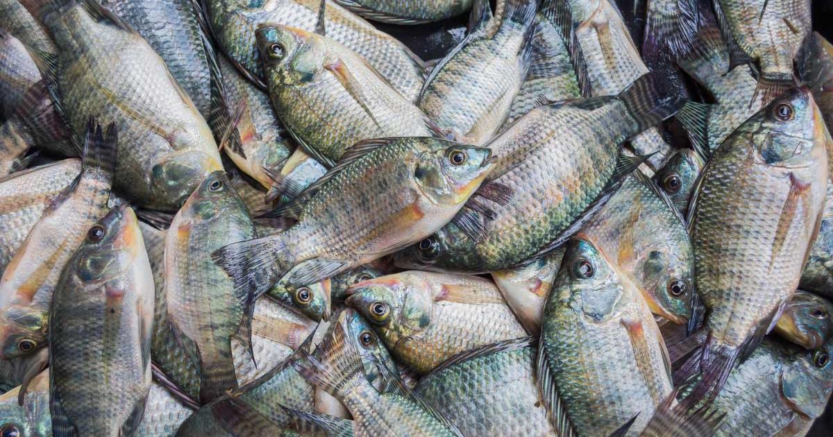 Thị trường cá rô phi toàn cầu năm 2024-2025