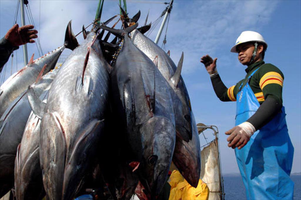 Vietnam’s tuna exports to the Middle East Opportunities to increase value
