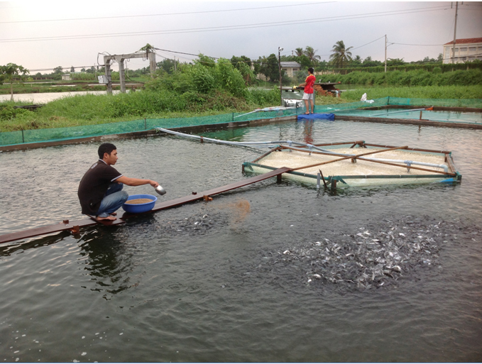 Cần Thơ Khuyến khích phát triển nghề nuôi cá tra