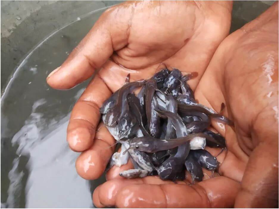 Giá cá tra giống tăng