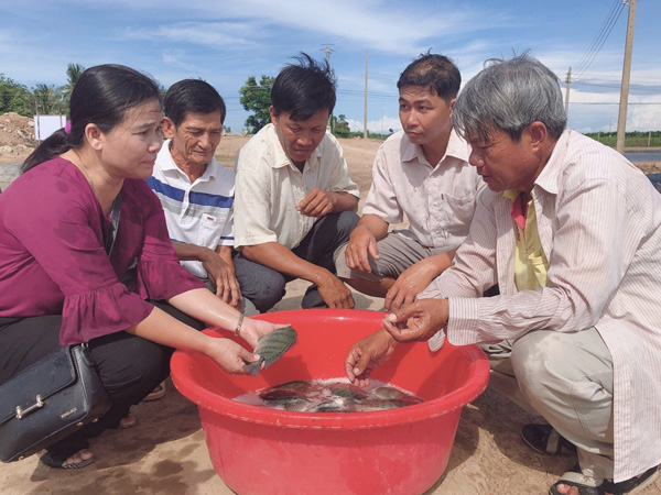 Sóc Trăng Đề xuất phát triển vùng nuôi cá rô phi chế biến xuất khẩu