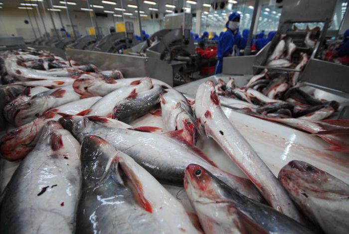 Pangasius price surge Maximizing profit amidst market risks and rising costs