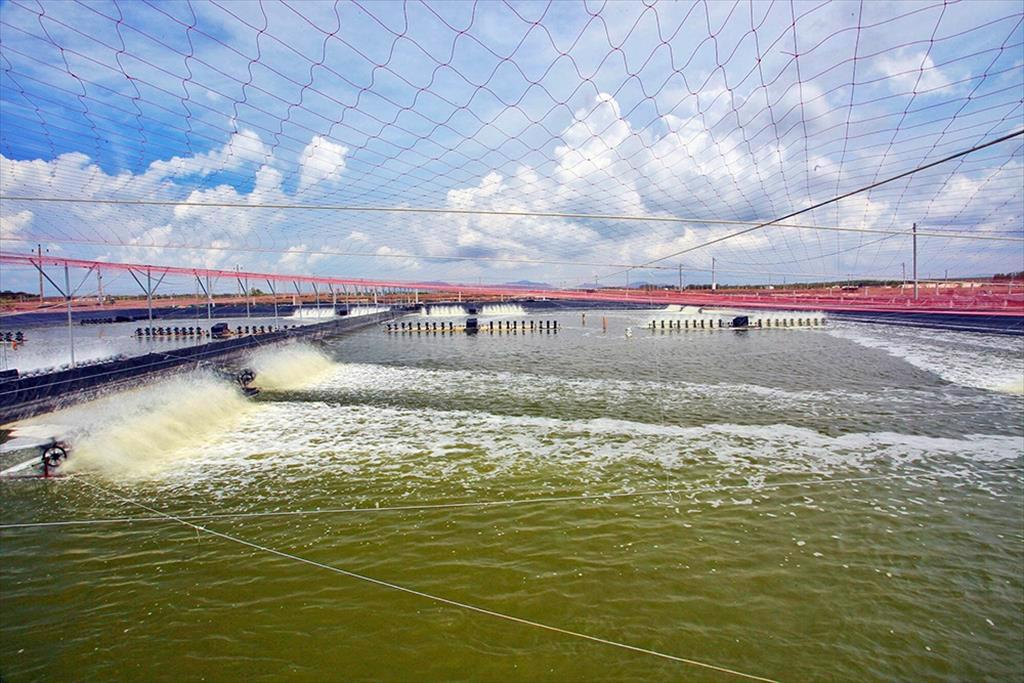 Minh Phu Seafood Corp strengthens cooperation for shrimp industry development