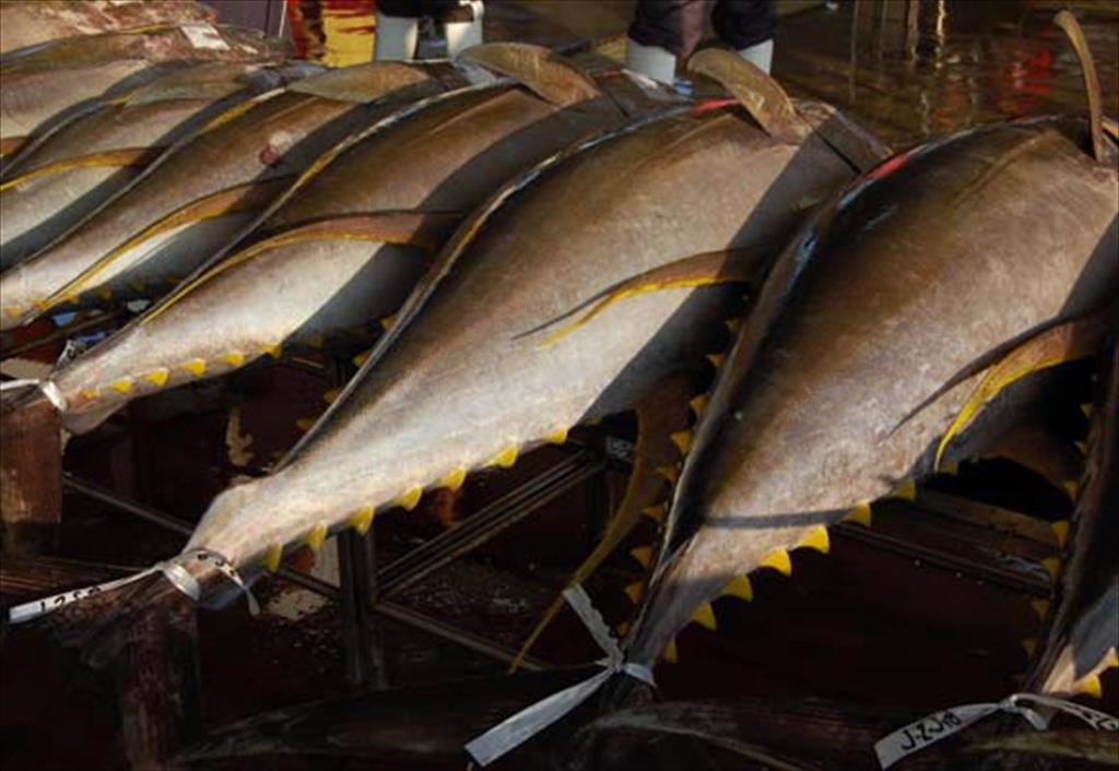 Báo cáo trữ lượng cá ngừ toàn cầu cho thấy sự tiến triển về tính bền vững