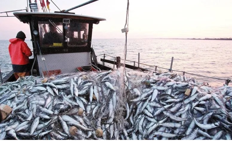 Nga hướng tới hạn ngạch cá lớn hơn sau khi ký thỏa thuận mới với Morocco 