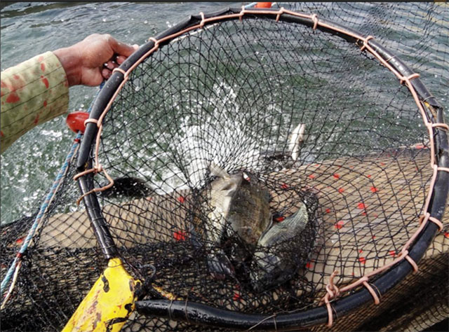 Xuất khẩu cá rô phi Việt Nam sang Mỹ Cuộc chiến cạnh tranh để giành thị phần