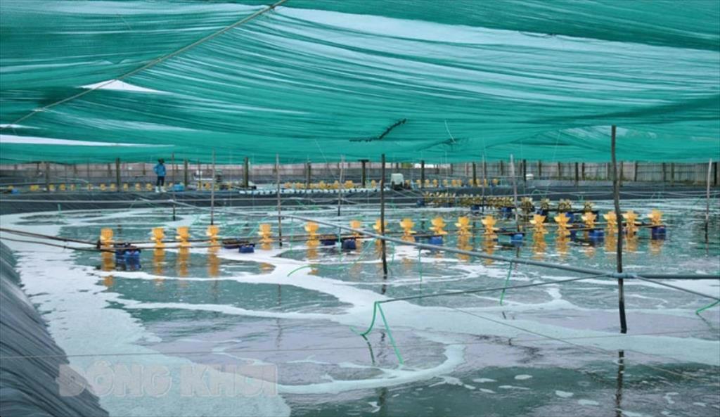 Công nghệ mới định hình ngành nuôi trồng và chế biến tôm