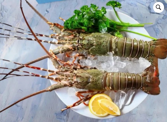 Thị trường tôm hùm Trung Quốc Canada mất thị phần, Việt Nam tăng nguồn cung gấp 9 lần 