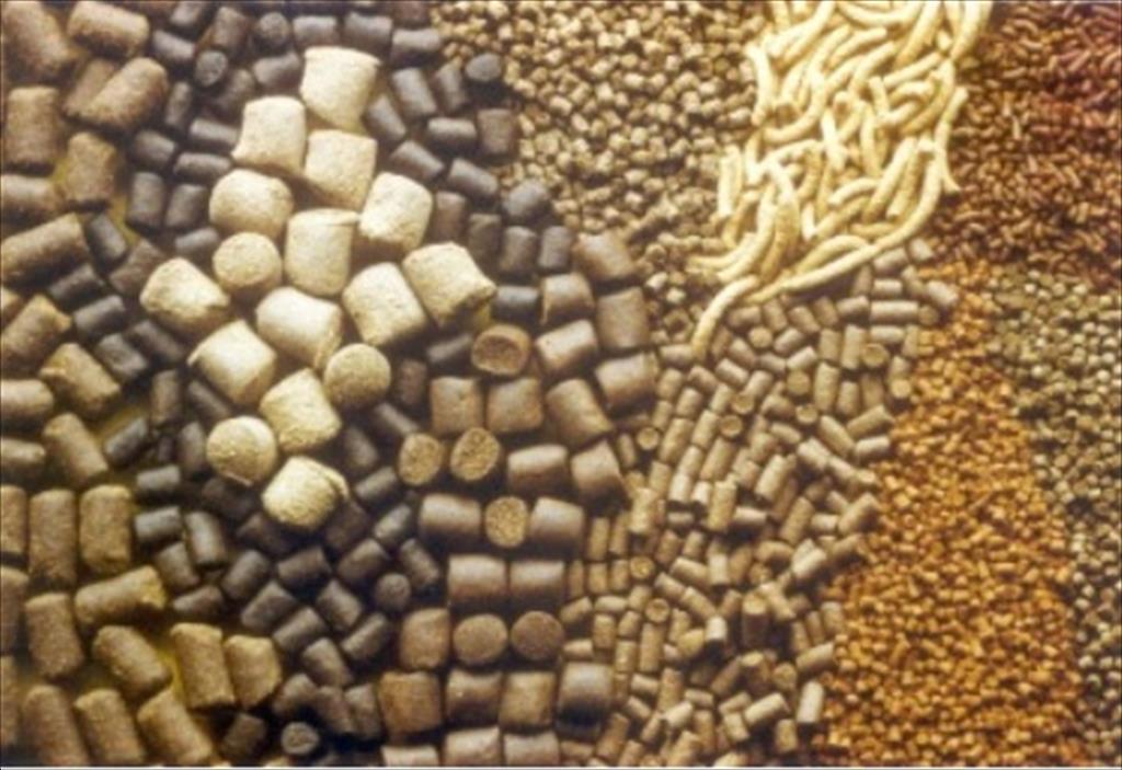 Thức ăn nuôi tôm chìa khóa thành công và hành trang cho sự phát triển bền vững