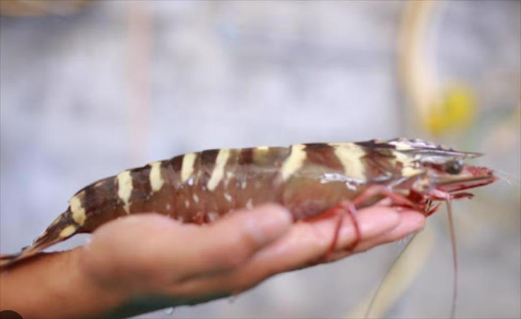 Sản xuất tôm giống chất lượng - Nền tảng cho sự phát triển bền vững