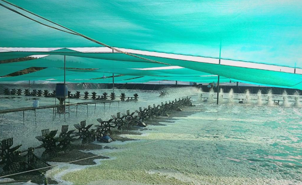 Những yếu tố cần thiết cho ngành tôm phát triển bền vững