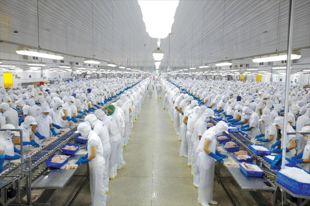 Triển vọng ngành cá tra và vị thế của Vĩnh Hoàn Corp 