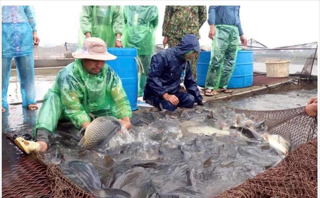 Developing the seafood production chain