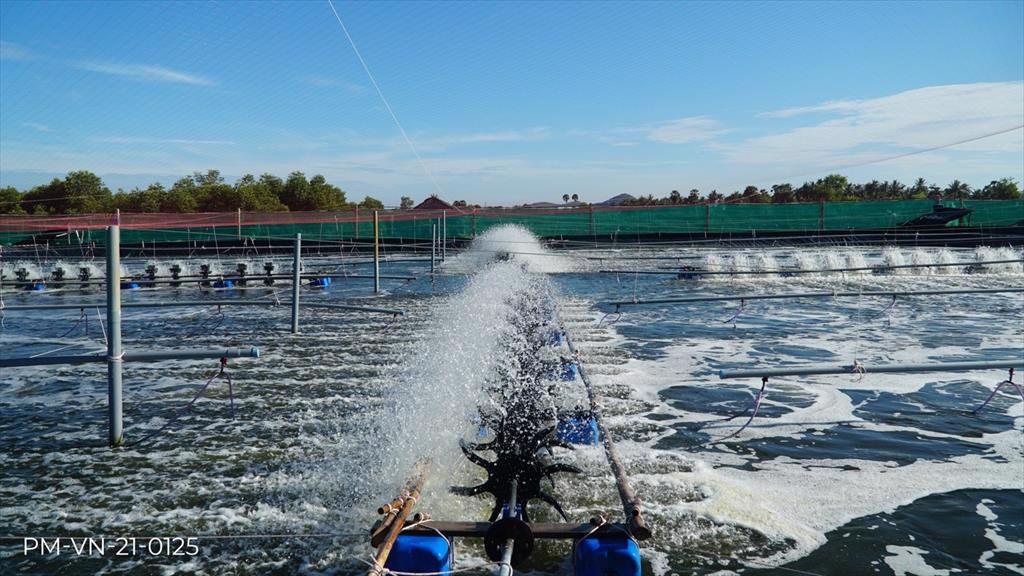 Vietnam aims for sustainable shrimp production to meet global demand