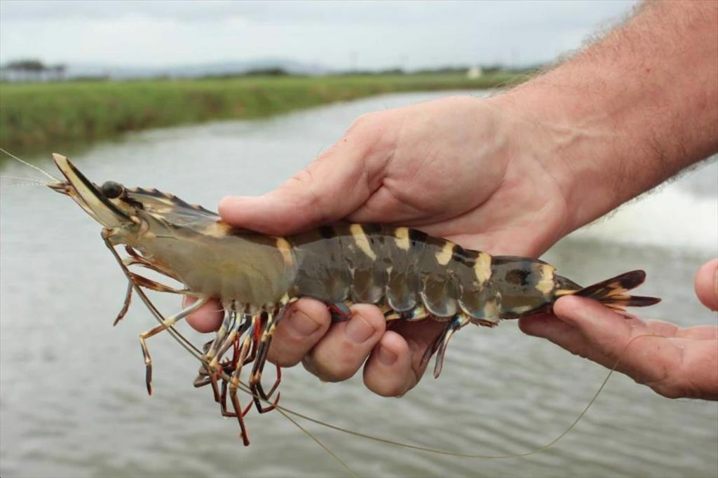 Vietnams giant shrimp is sought after by rich Chinese, sold for 204 million USD in 2 months of 2025