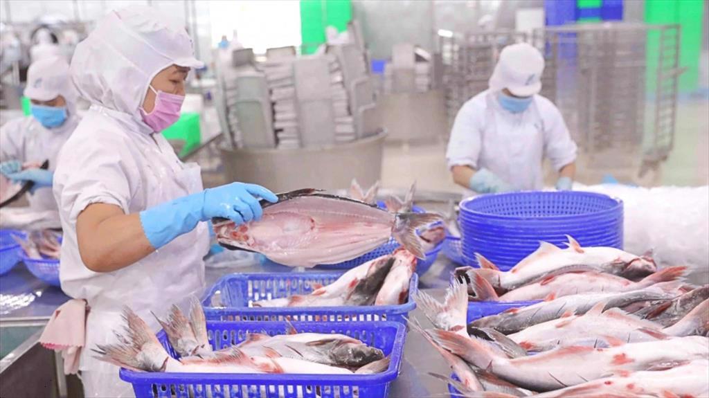 Outlook for the pangasius industry and Vinh Hoan Corps market position