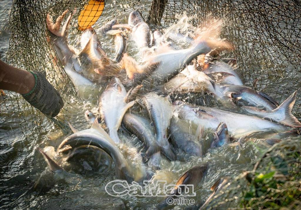Triển vọng nuôi cá tra thương phẩm