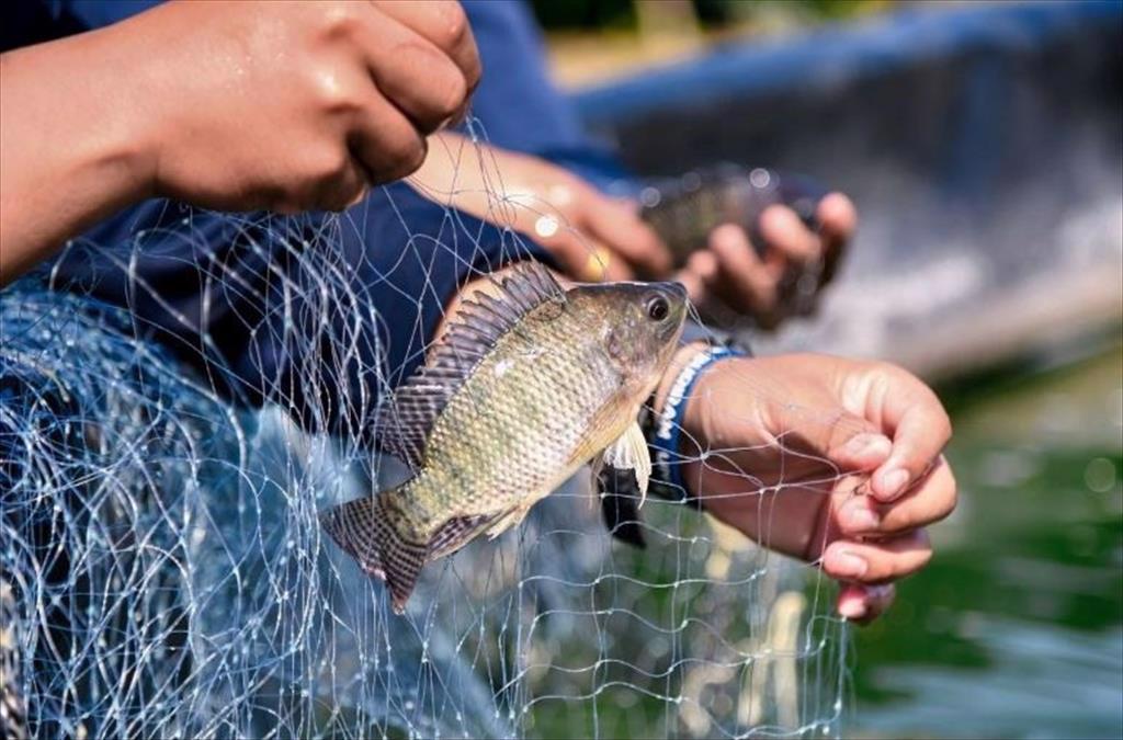 Nhà máy chế biến cá rô phi công suất 200 tấnngày vừa khởi công tại Sóc Trăng