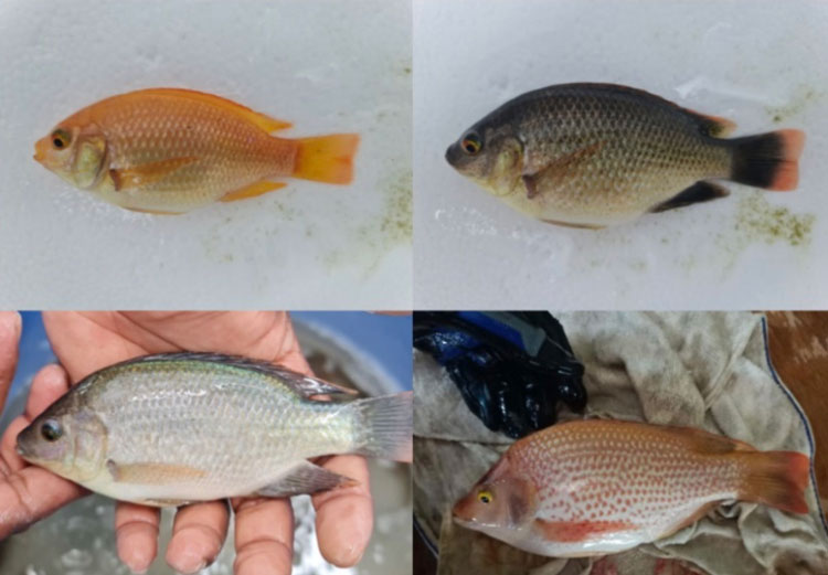 Singapore Tạo giống cá mới đột phá ngành thủy sản toàn cầu