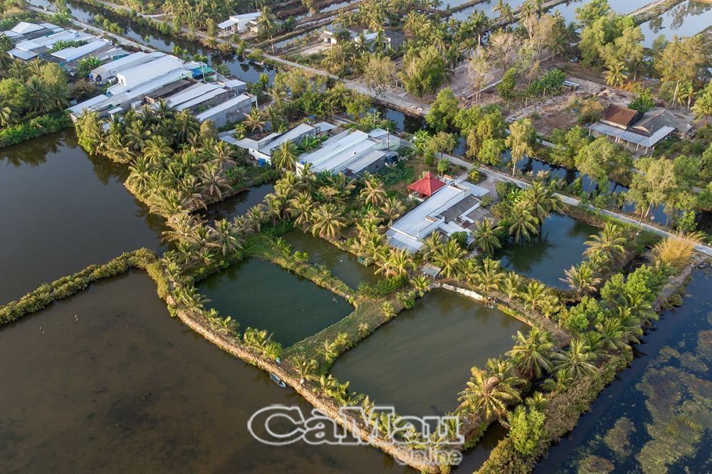 Prospects for commercial pangasius farming