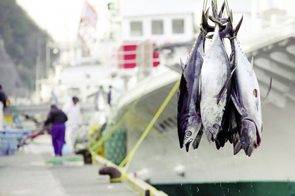 MSC phát động Tuần lễ phát triển bền vững biển 