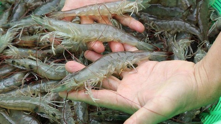 Nhập khẩu tôm của Trung Quốc chững trong 2 tháng đầu năm