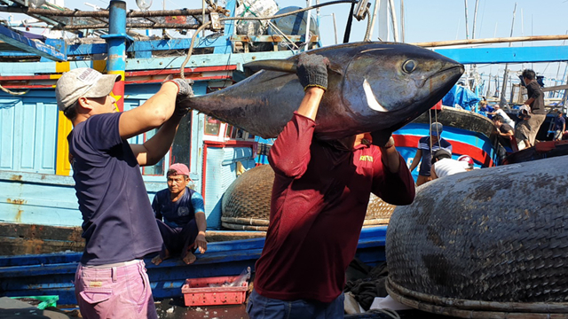 Fiji học hỏi Hàn Quốc về đánh bắt cá ngừ bền vững 