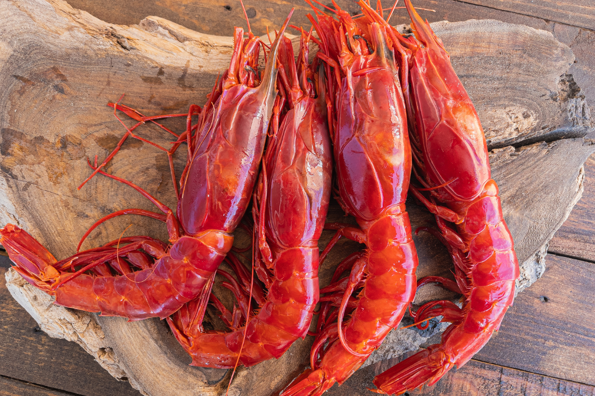 Nghề đánh bắt tôm đỏ của Argentina đạt chứng nhận MSC 